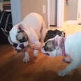 Brother And Sister Frenchies Love To Play