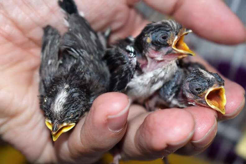 Rescued baby birds