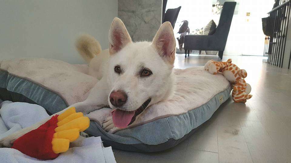 Rescued dog from South Korea in her new home