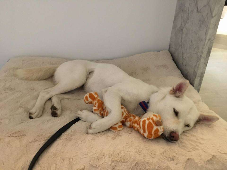 Rescued dog with toy giraffe