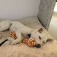 Dog rescued from South Korean with giraffe toy
