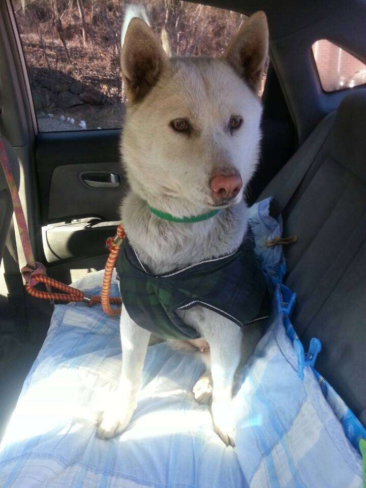 Jindo dog rescued from garbage dump