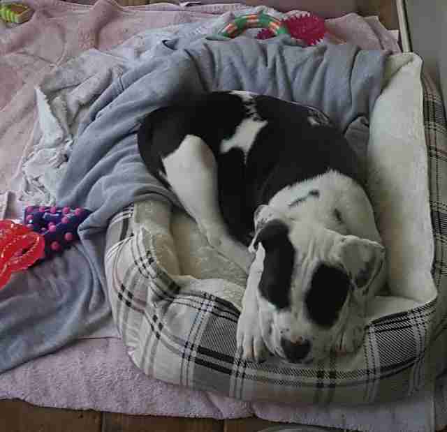 Rescued puppy in dog bed