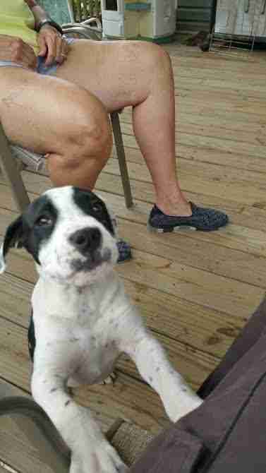 Rescued puppy on porch