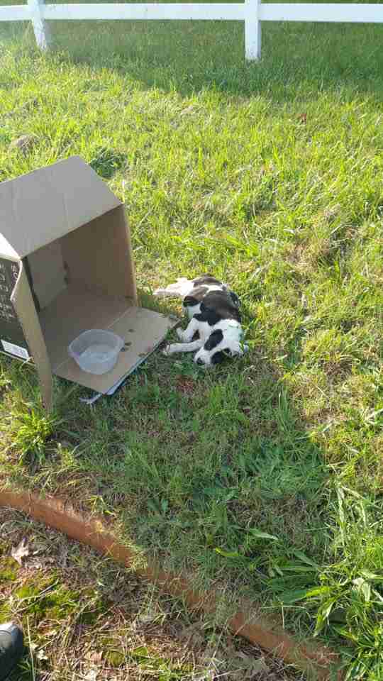 Puppy abandoned in cardboard box