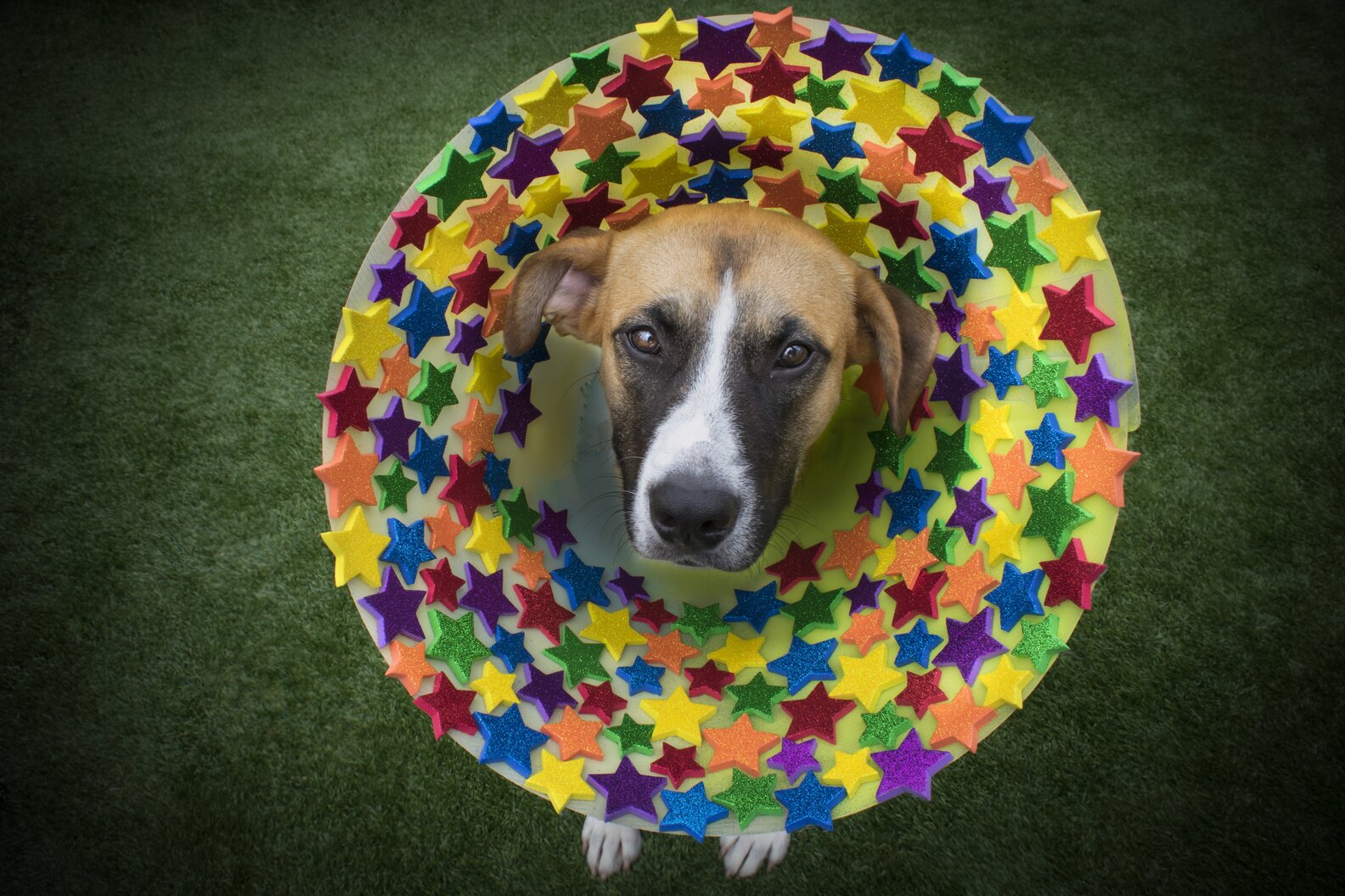 Artist Creates 'Cones Of Fame' The Dodo(02)