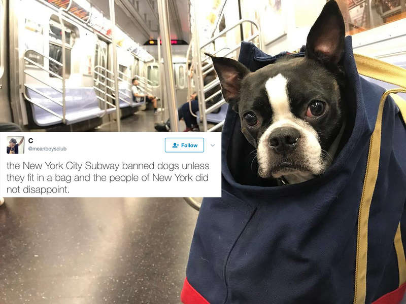 NYC Subway Dogs in Bags Rock Instagram & Twitter Like Pros Thrillist