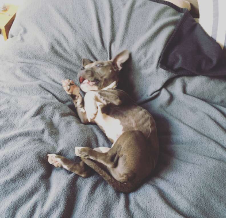 Rescued pit bull lounging on bed