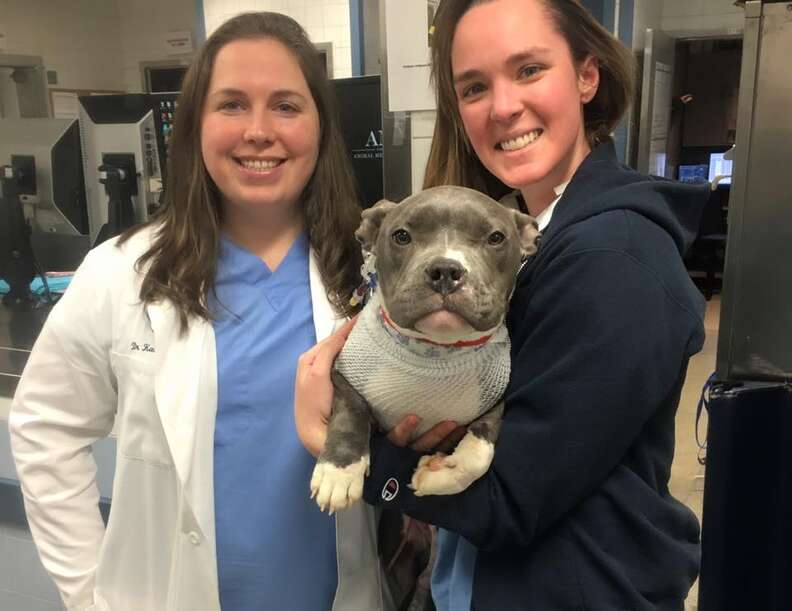 Tater Tot the rescued pit bull at the vet clinic