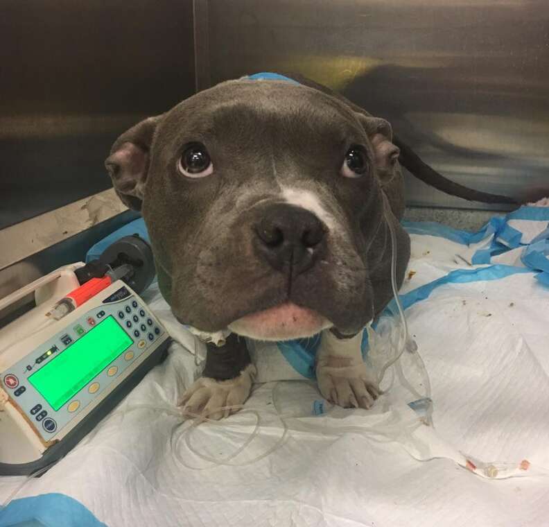 Tater Tot the rescued pit bull at the vet