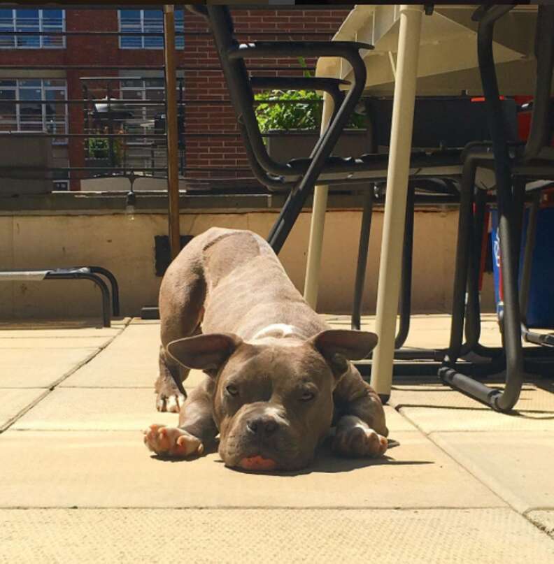 Rescued pit bull named Tater Tot