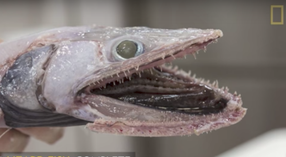 DeepSea Lizard Fish Shared By Australian Scientists Is Nightmarish