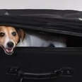 Pets In Suitcases