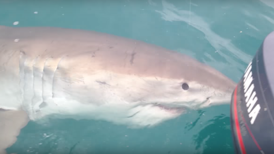 Great White Shark in Australia Bites Fishing Boat: Video - Thrillist