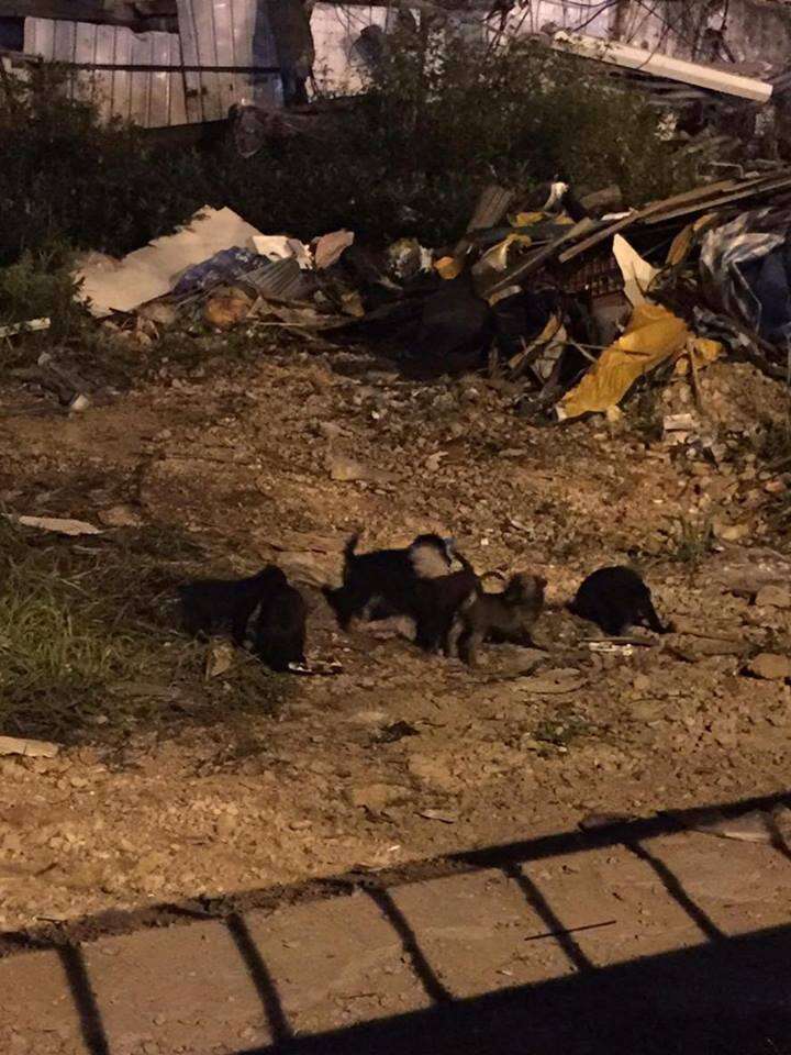 Stray puppies at a construction site