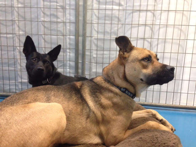 Rescued dogs in kennel