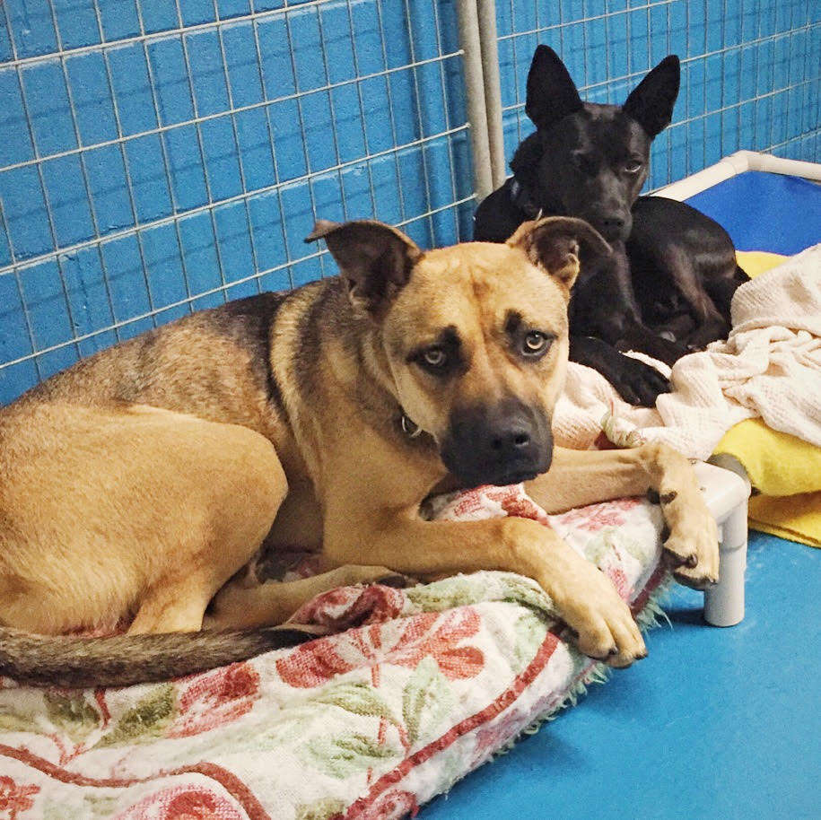 Rescued dogs sharing a kennel