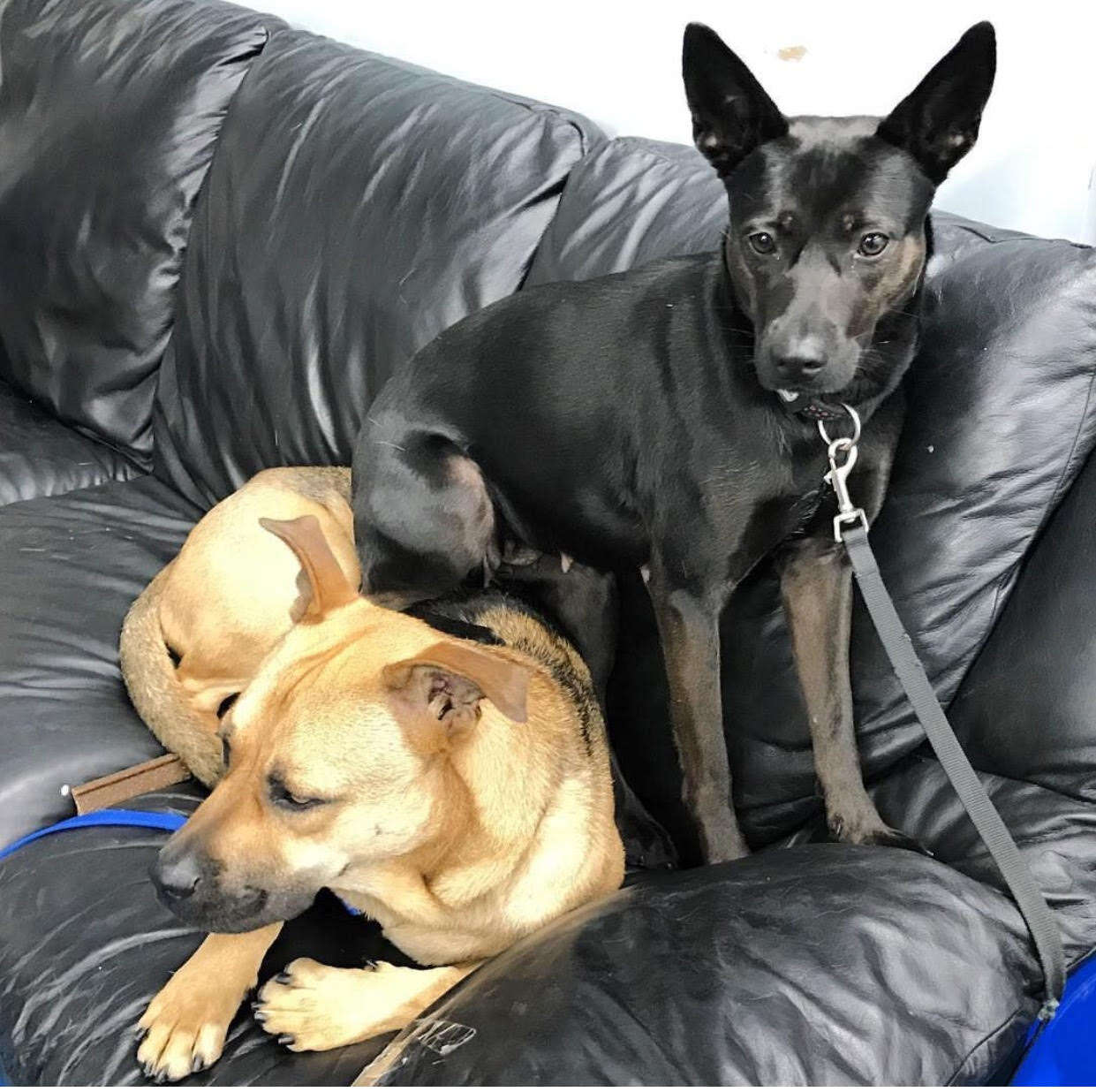 Rescued dogs on couch together