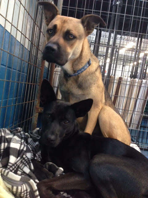 Rescued dogs in kennel