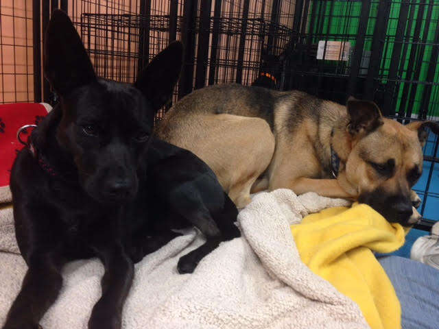 Rescued dogs inside crate