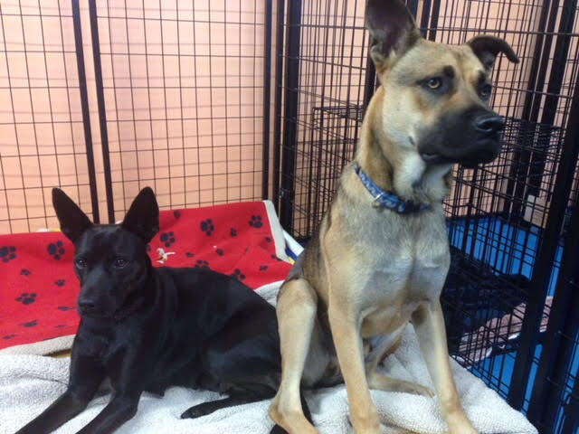 Rescued dogs in kennel together