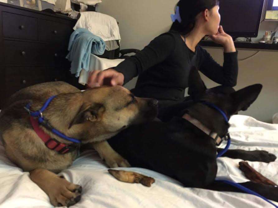 Rescued dogs cuddling together