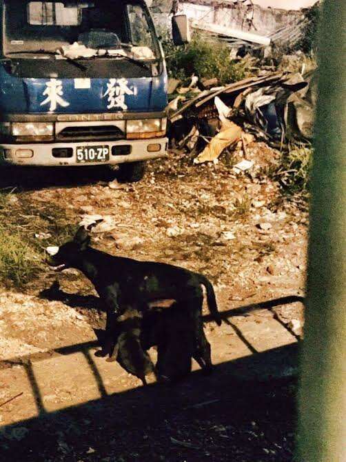 Stray dogs at a construction site