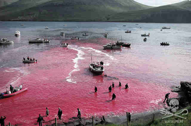 Dead pilot whales in the Faroe Islands