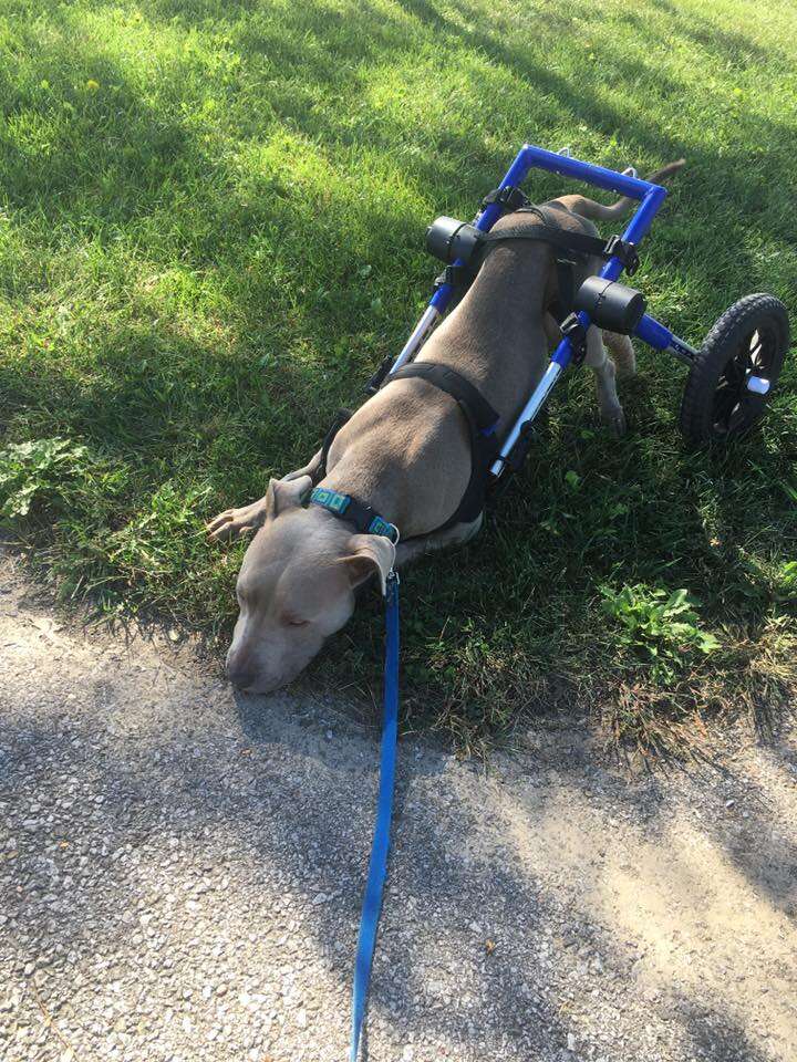 paralyzed puppy