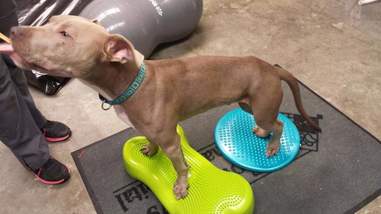 paralyzed puppy