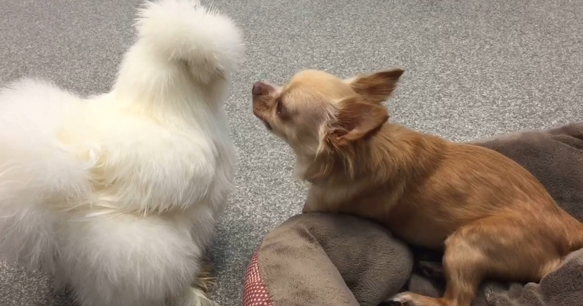 Dog And Chicken Can't Imagine Life Without Each Other - Videos - The Dodo