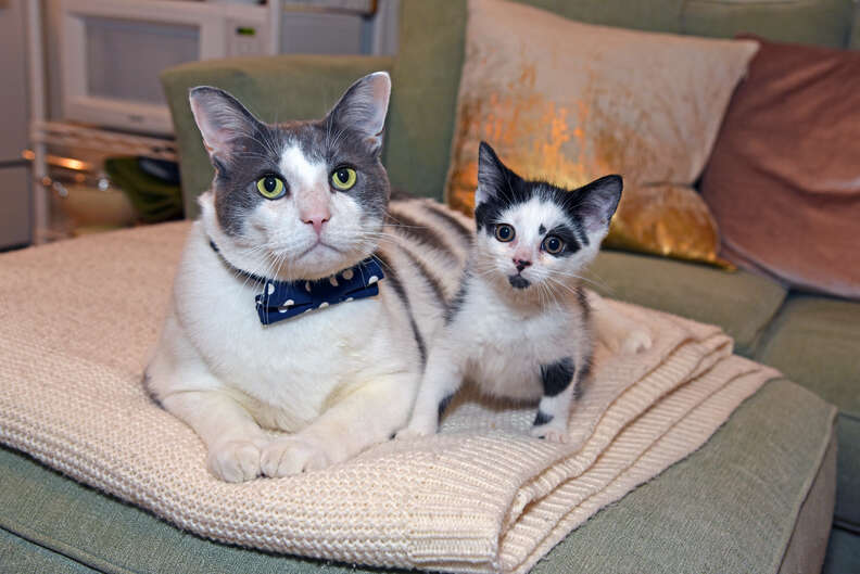 Cat Loves Caring For His Foster Kittens - The Dodo