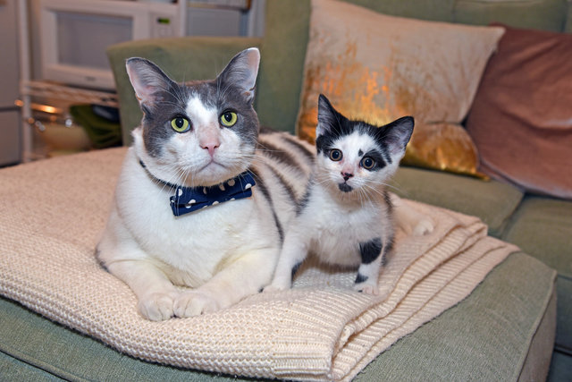 pai gato