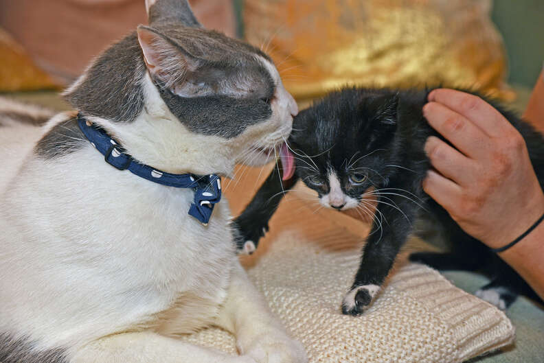 Папа кот фото Cat Loves Caring For His Foster Kittens - The Dodo