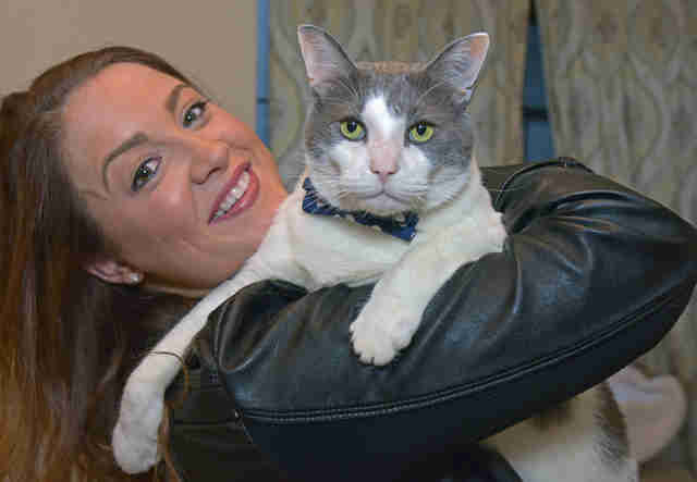 pai gato