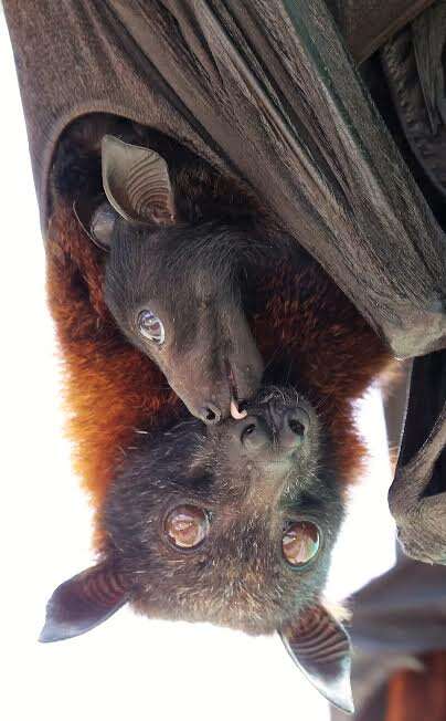 Mother and baby bat cuddling