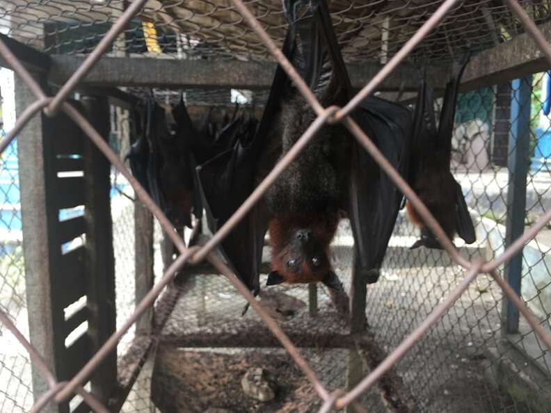 Bats in roadside cage in Indonesia