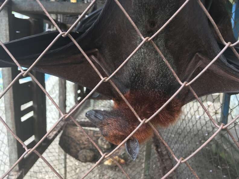 Bat in roadside cage in Indonesia