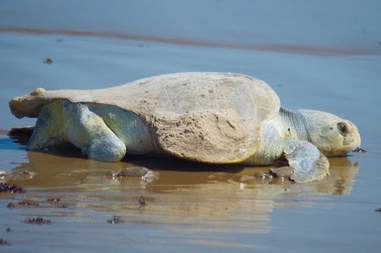 Sea turtle who survived predator attack