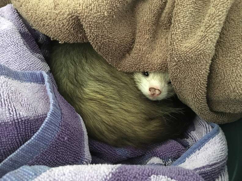 Scared ferret store