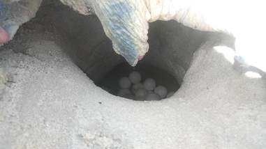 Sea turtle laying eggs in nest