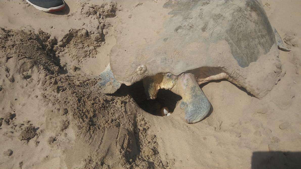 Sea turtle digging nest