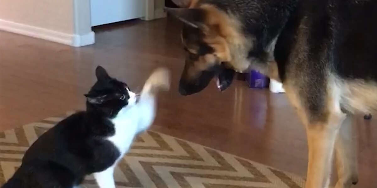 Cat Fights Dog In The Sweetest Way Videos The Dodo