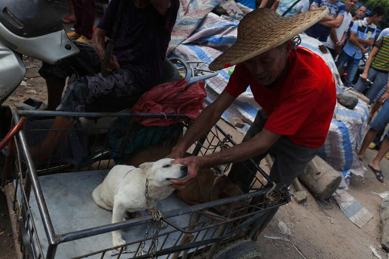 Dog at Yulin dog meat festival