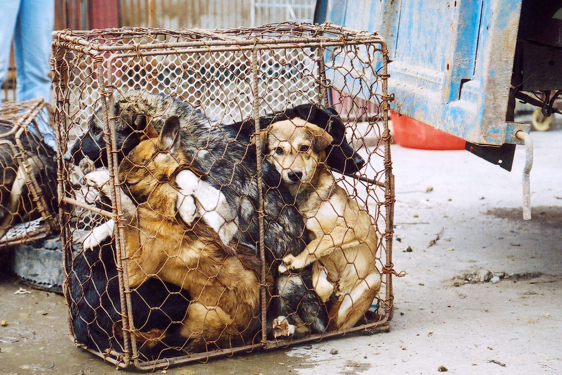 Dogs waiting to be butchered