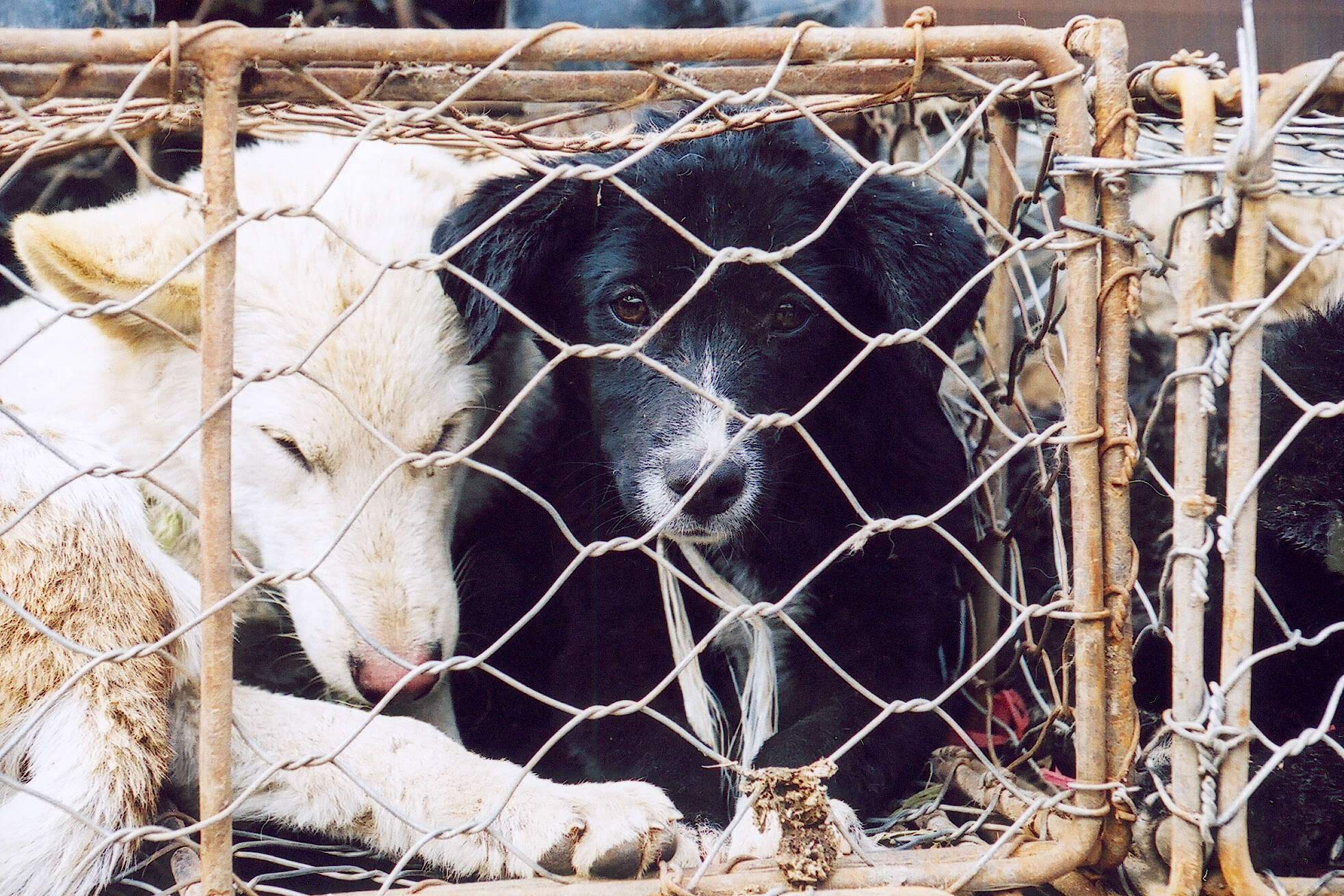 Caged dogs in China