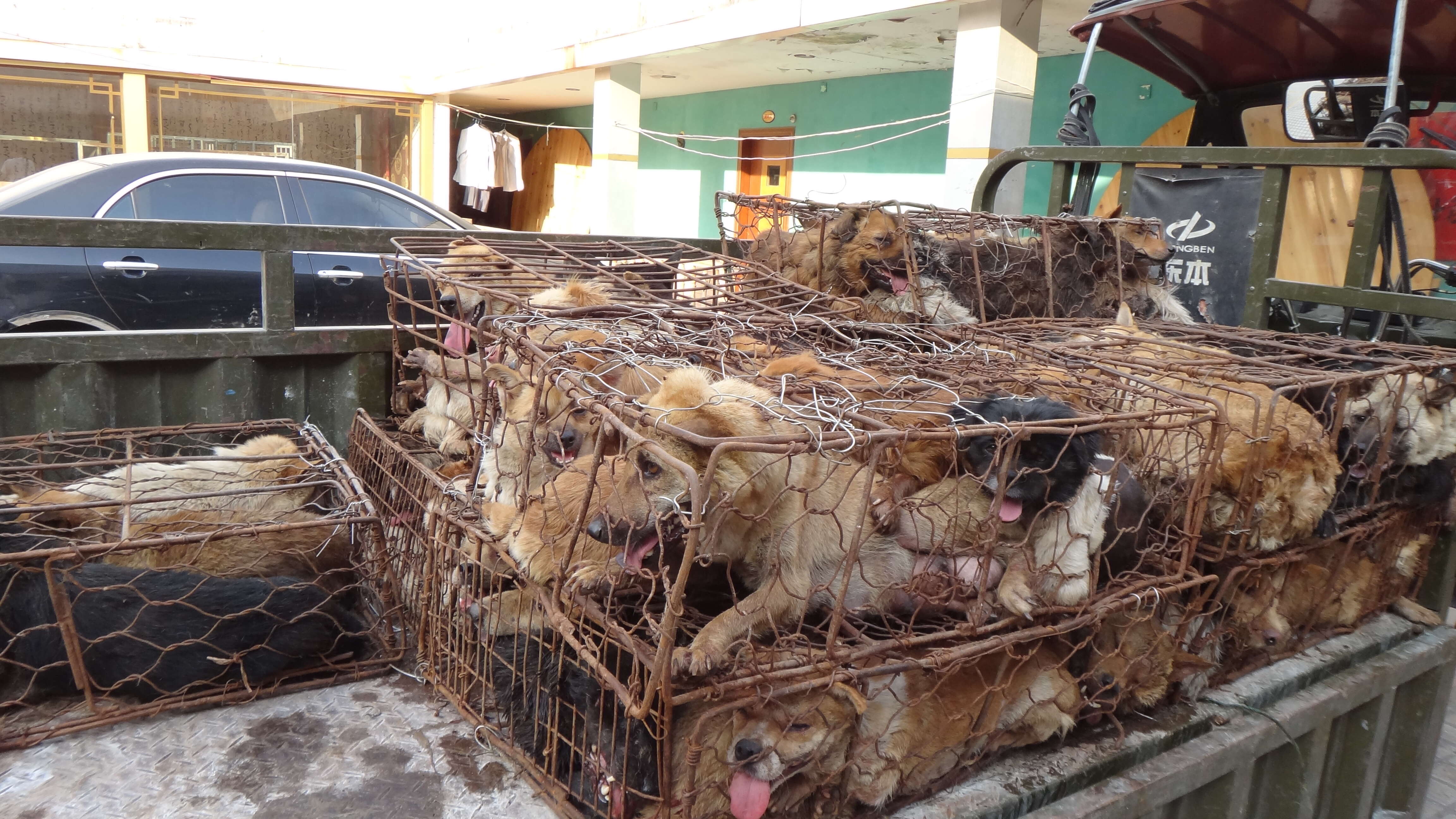 Dogs in cages at the Yulin Festival