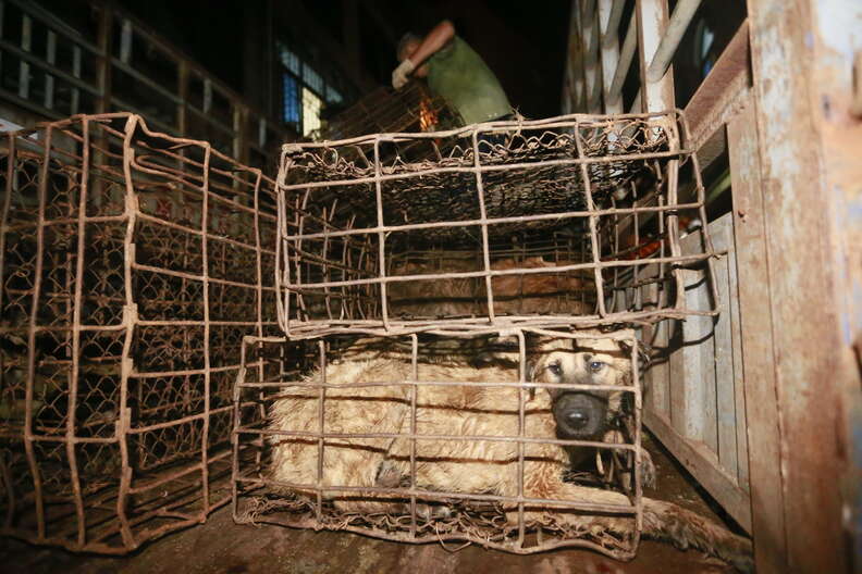 Caged dog at Yulin Festival