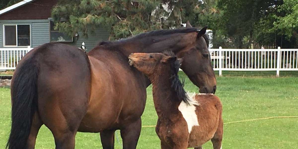 Horse Becomes A Dad To Little Orphan - The Dodo