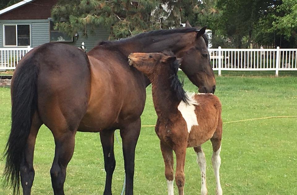 Horse A Dad To Little Orphan The Dodo